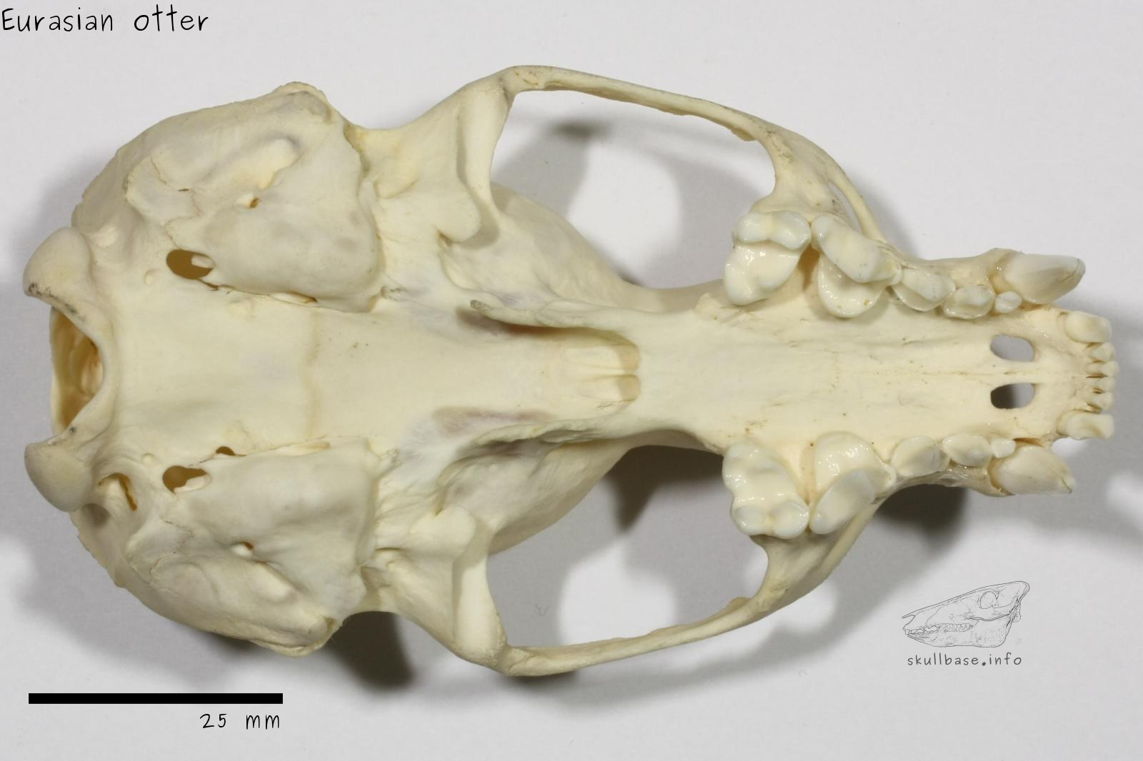 Eurasian otter (Lutra lutra) skull ventral view