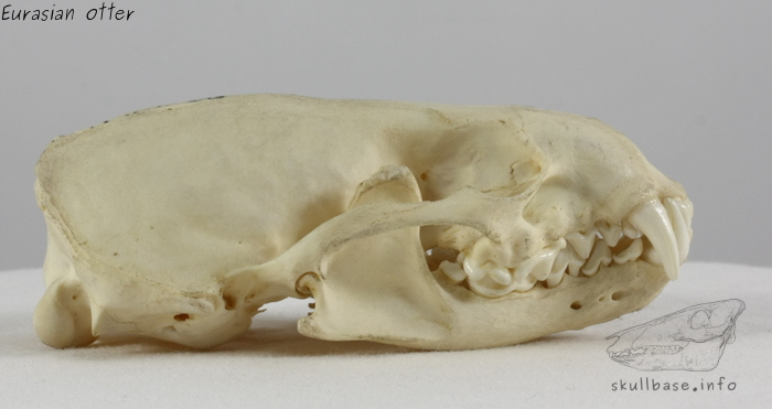 Eurasian otter (Lutra lutra) skull