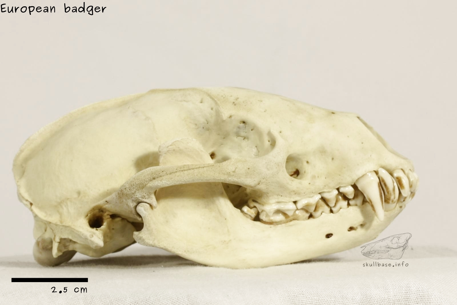 European badger (Meles meles) lateral view