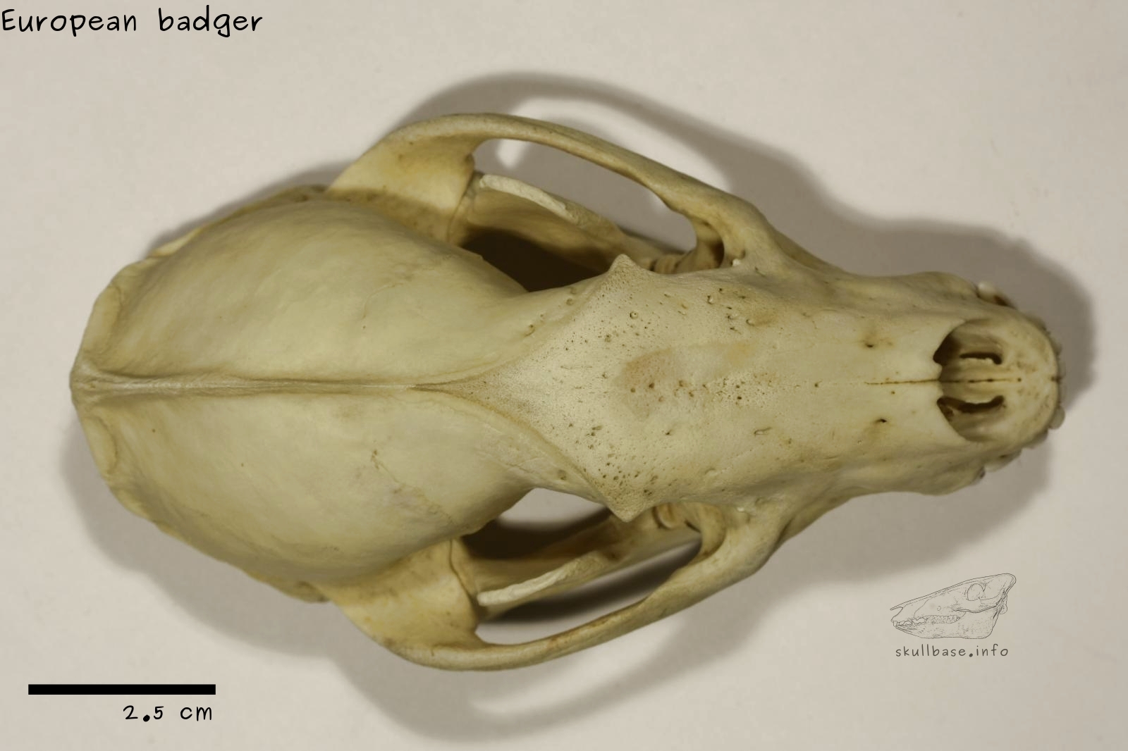 European badger (Meles meles) dorsal view