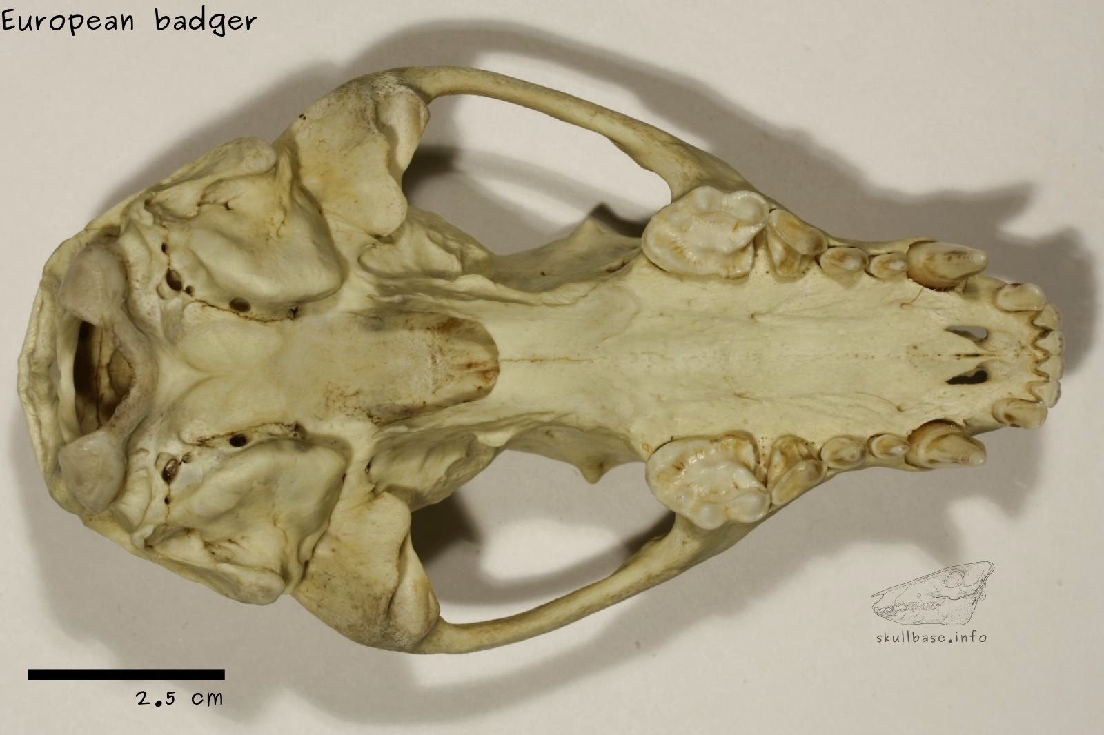 European badger (Meles meles) ventral view