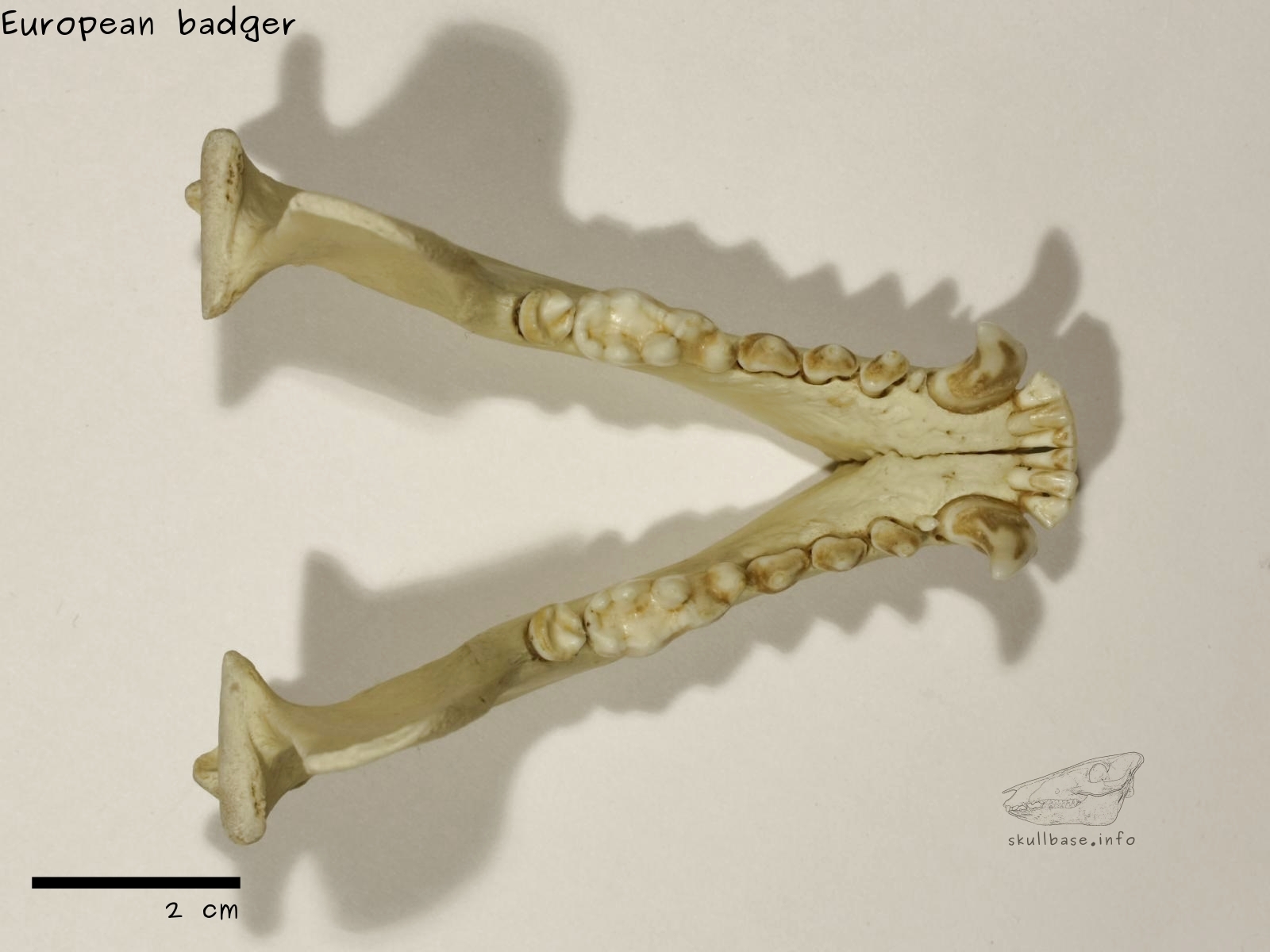 European badger (Meles meles) jaw