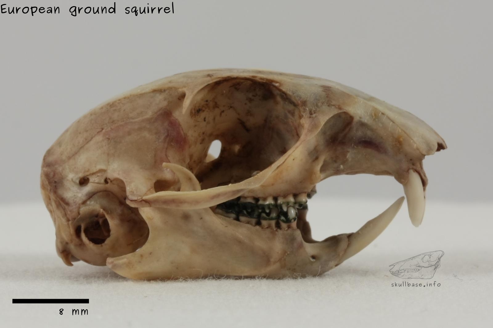 European ground squirrel (Spermophilus citellus) skull lateral view