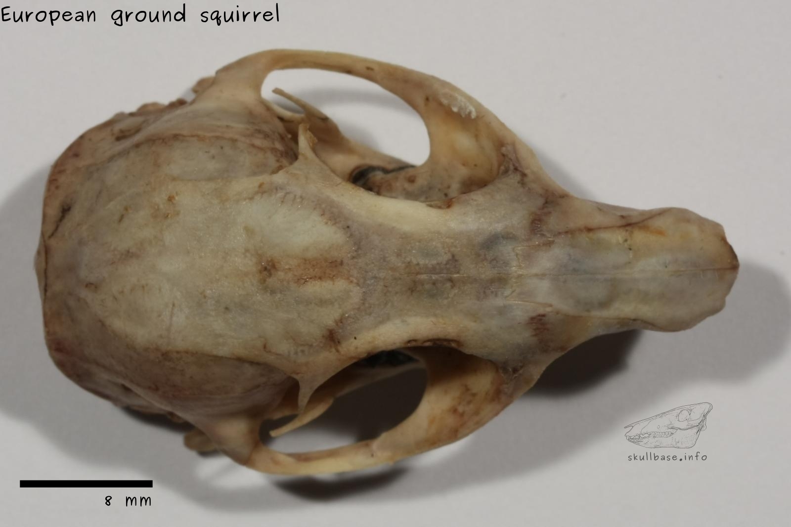 European ground squirrel (Spermophilus citellus) skull dorsal view
