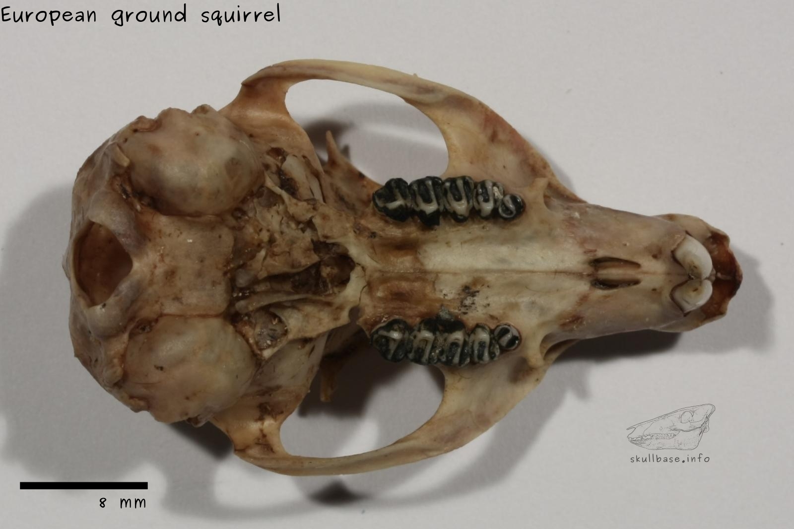 European ground squirrel (Spermophilus citellus) skull ventral view