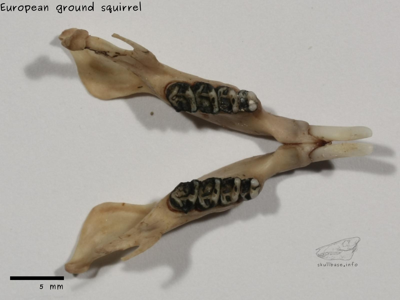 European ground squirrel (Spermophilus citellus) jaw