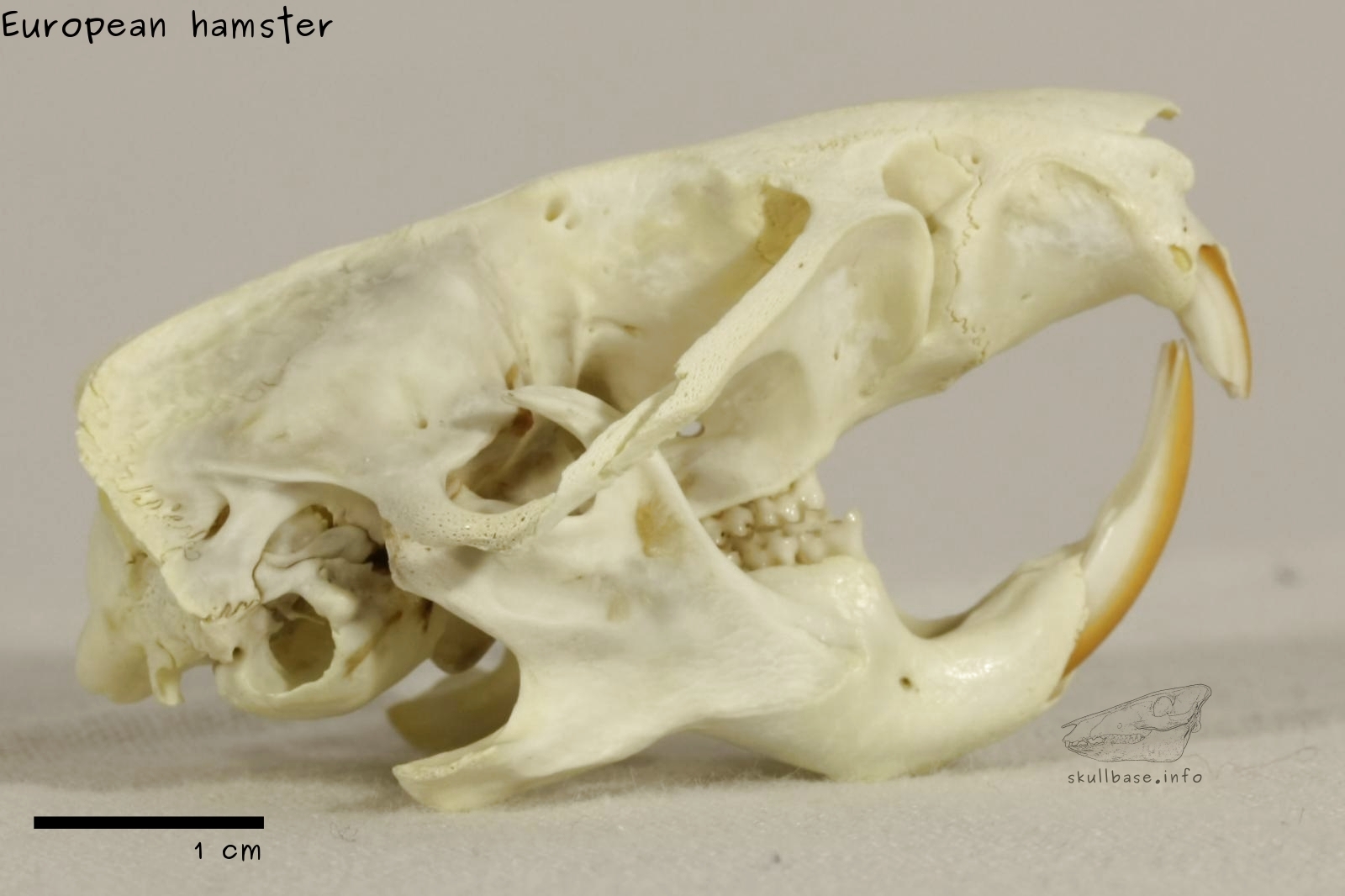 European hamster (Cricetus cricetus) skull lateral view