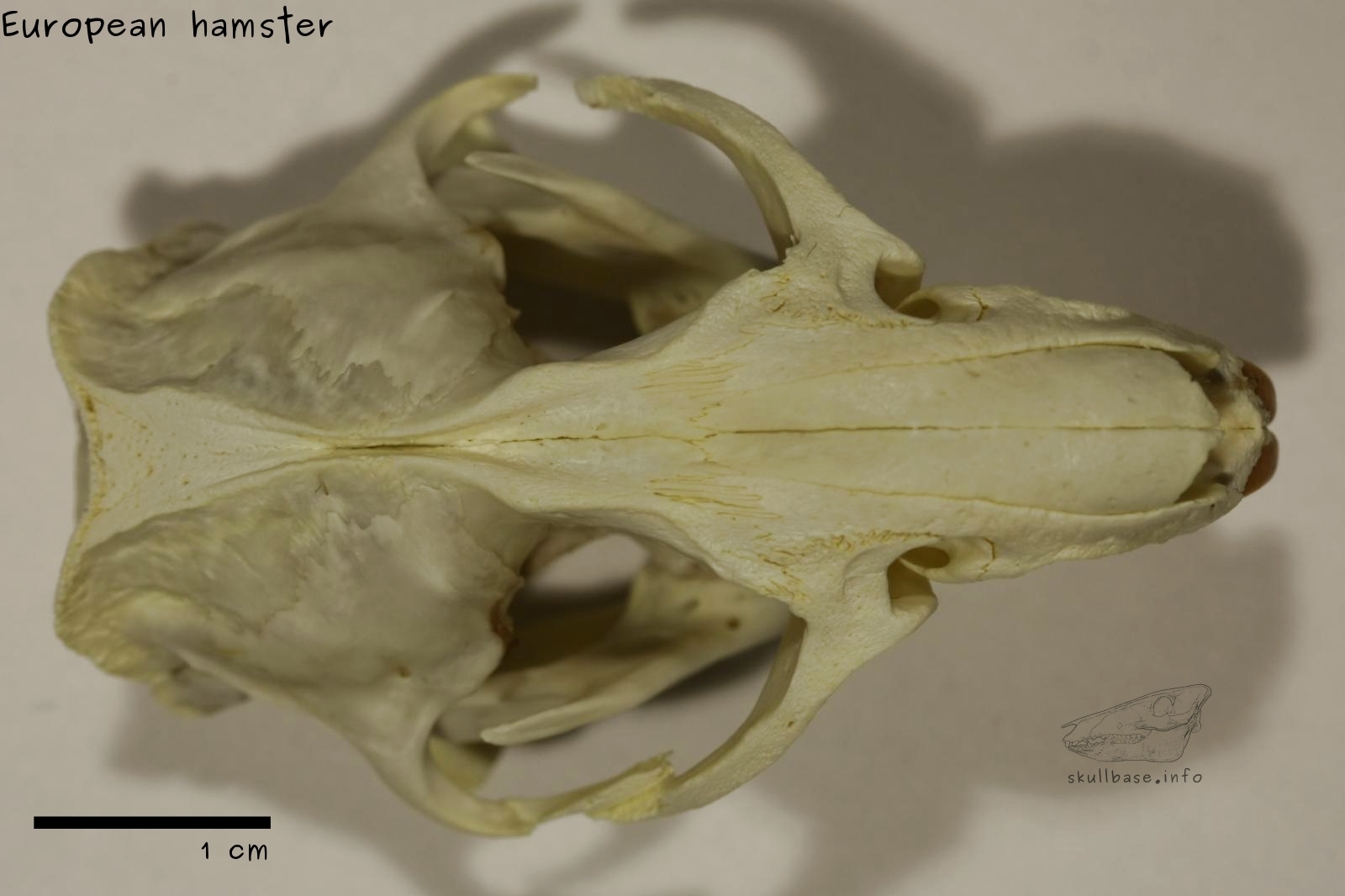 European hamster (Cricetus cricetus) skull dorsal view