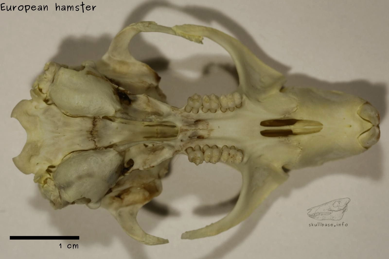 European hamster (Cricetus cricetus) skull ventral view