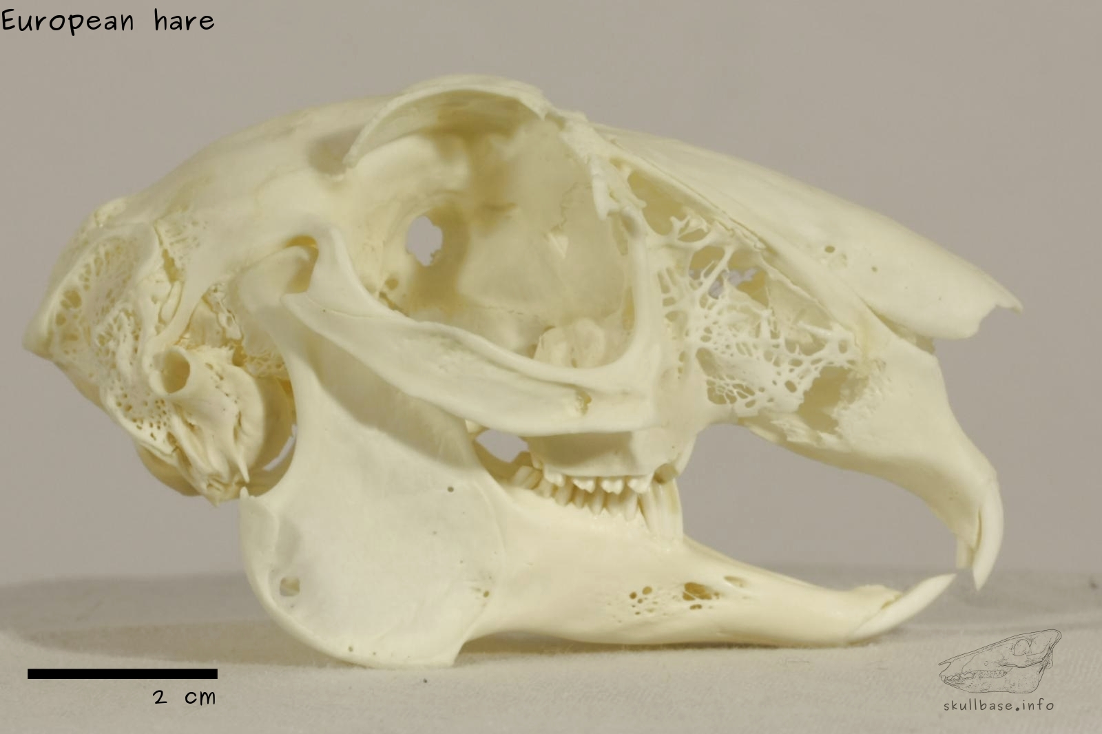 European hare - Skull Base