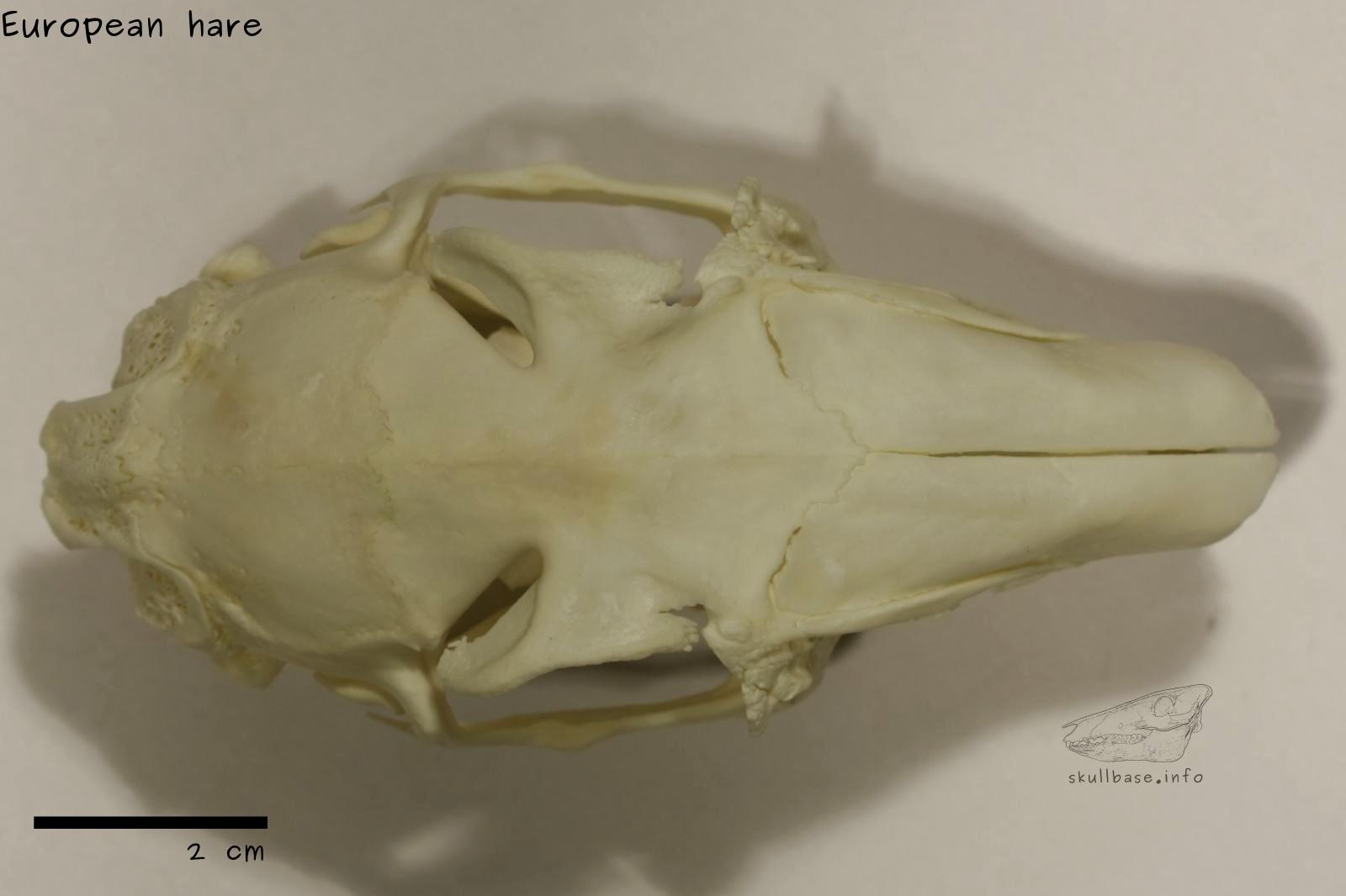 European hare (Lepus europaeus) skull dorsal view