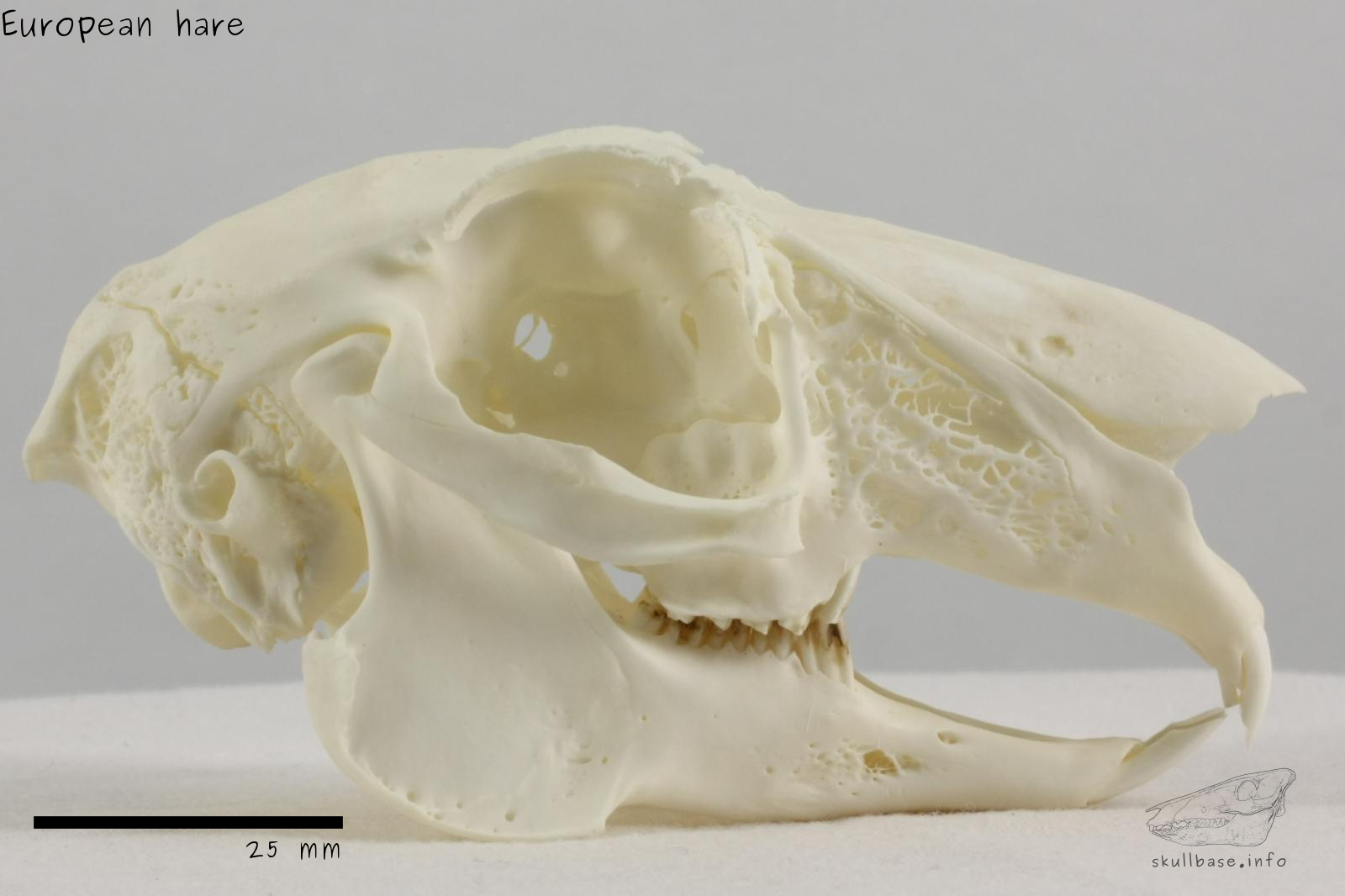 European hare (Lepus europaeus) skull lateral view