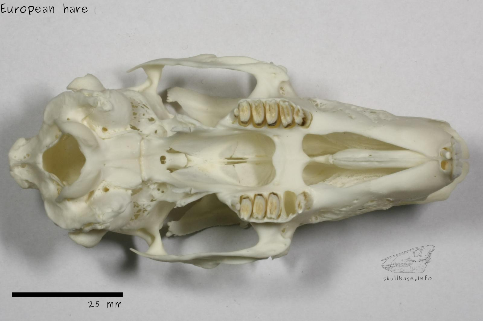 European hare (Lepus europaeus) skull ventral view
