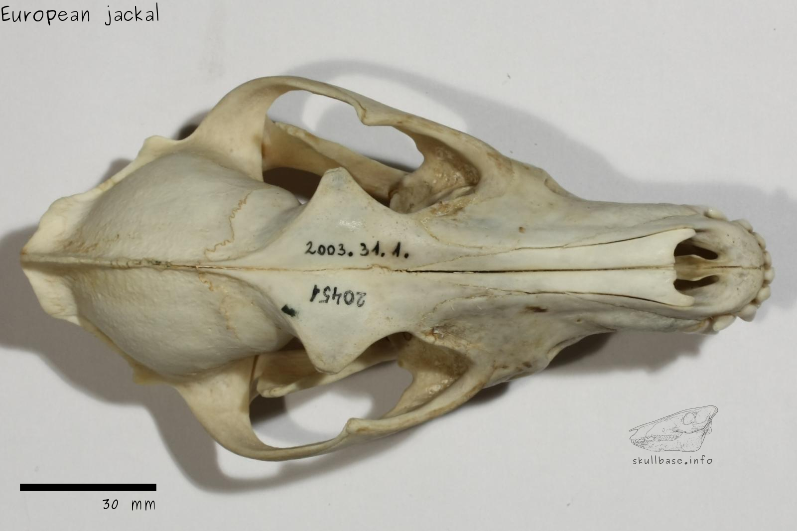 European jackal (Canis aureus moreoticus) skull dorsal view