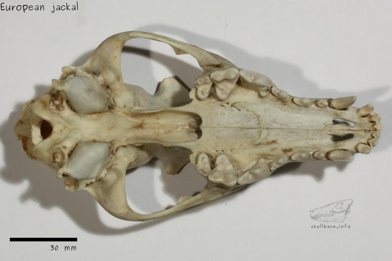 European jackal (Canis aureus moreoticus) skull ventral view