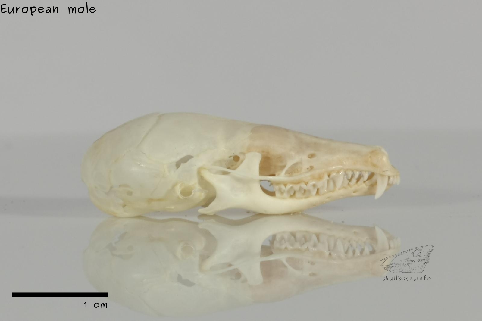 European mole (Talpa europaea) skull lateral view