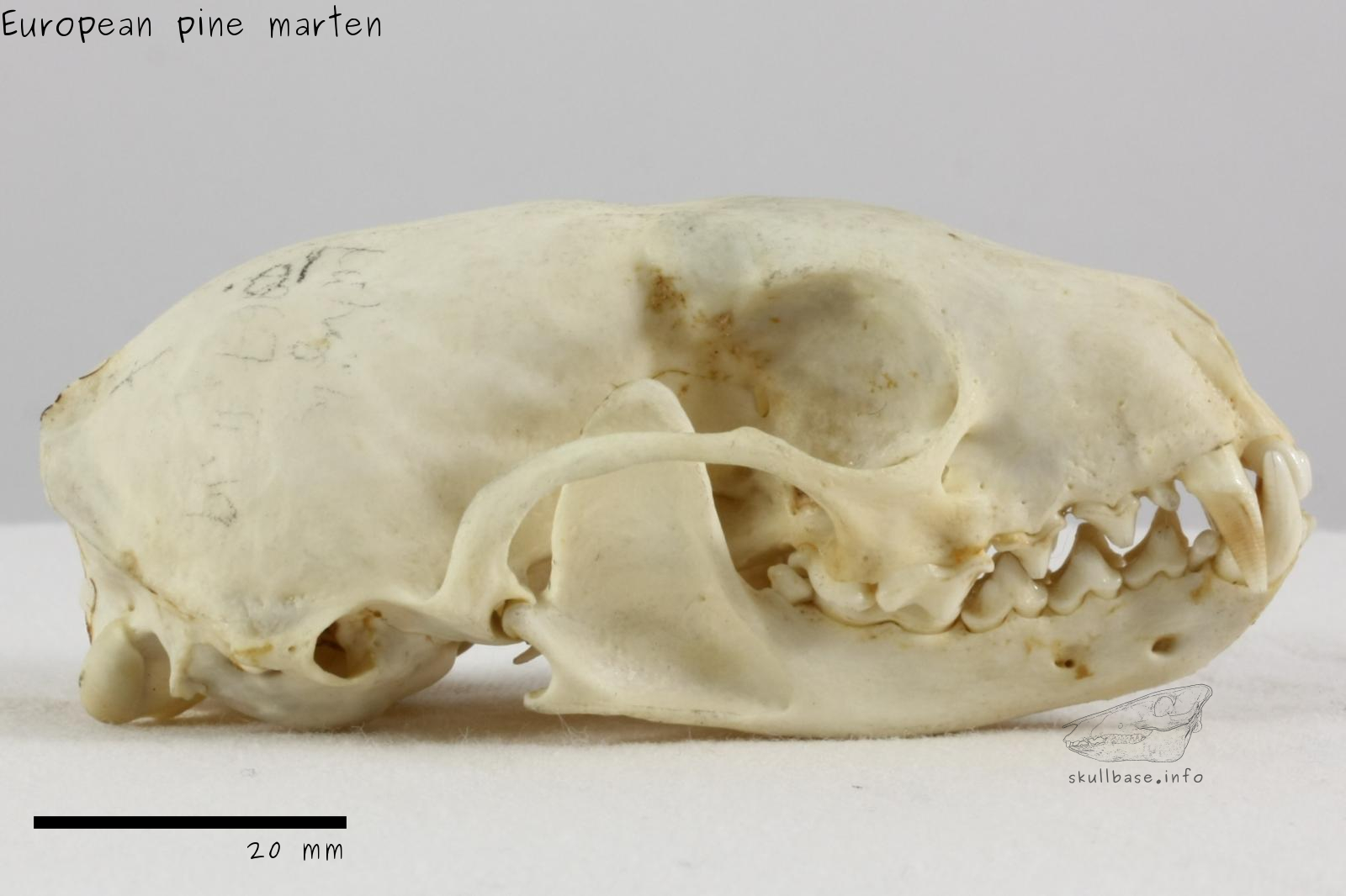 European pine marten (Martes martes) skull lateral view