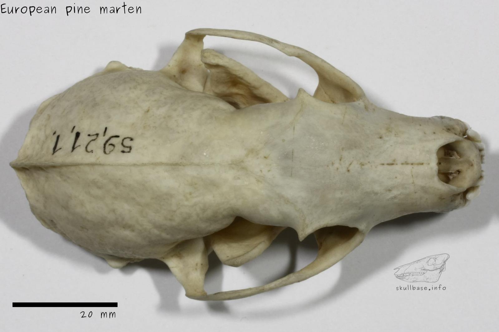 European pine marten (Martes martes) skull dorsal view