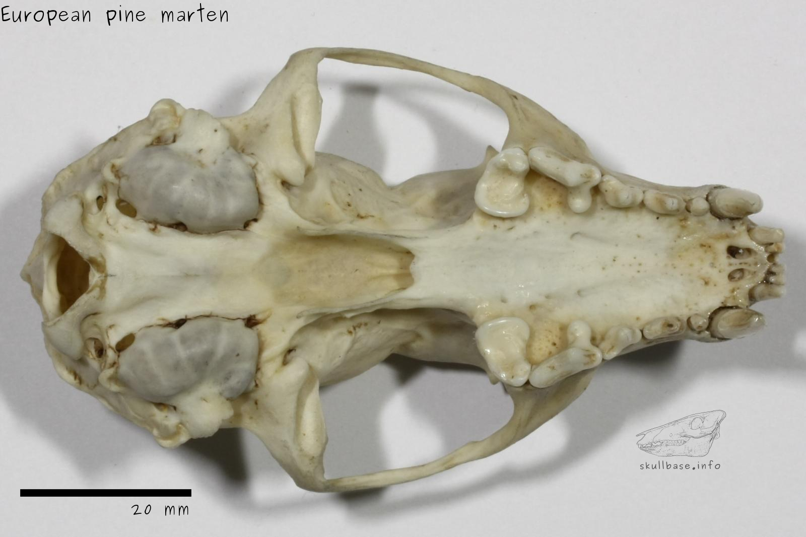 European pine marten (Martes martes) skull ventral view