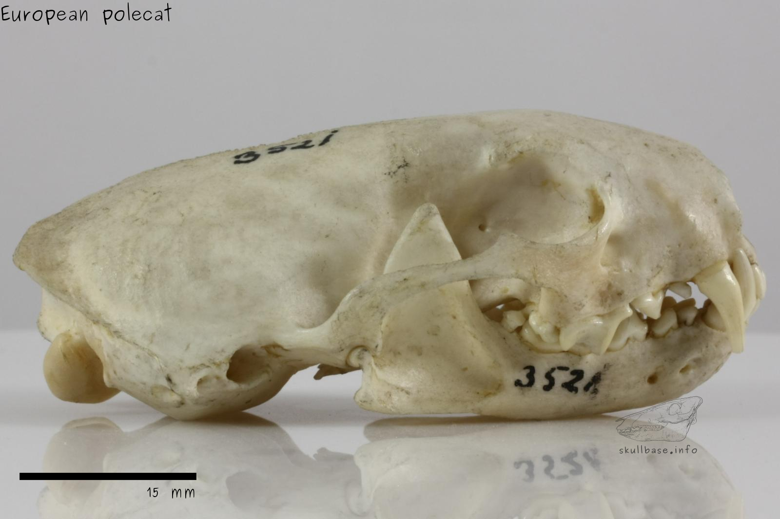 European polecat (Mustela putorius) skull lateral view
