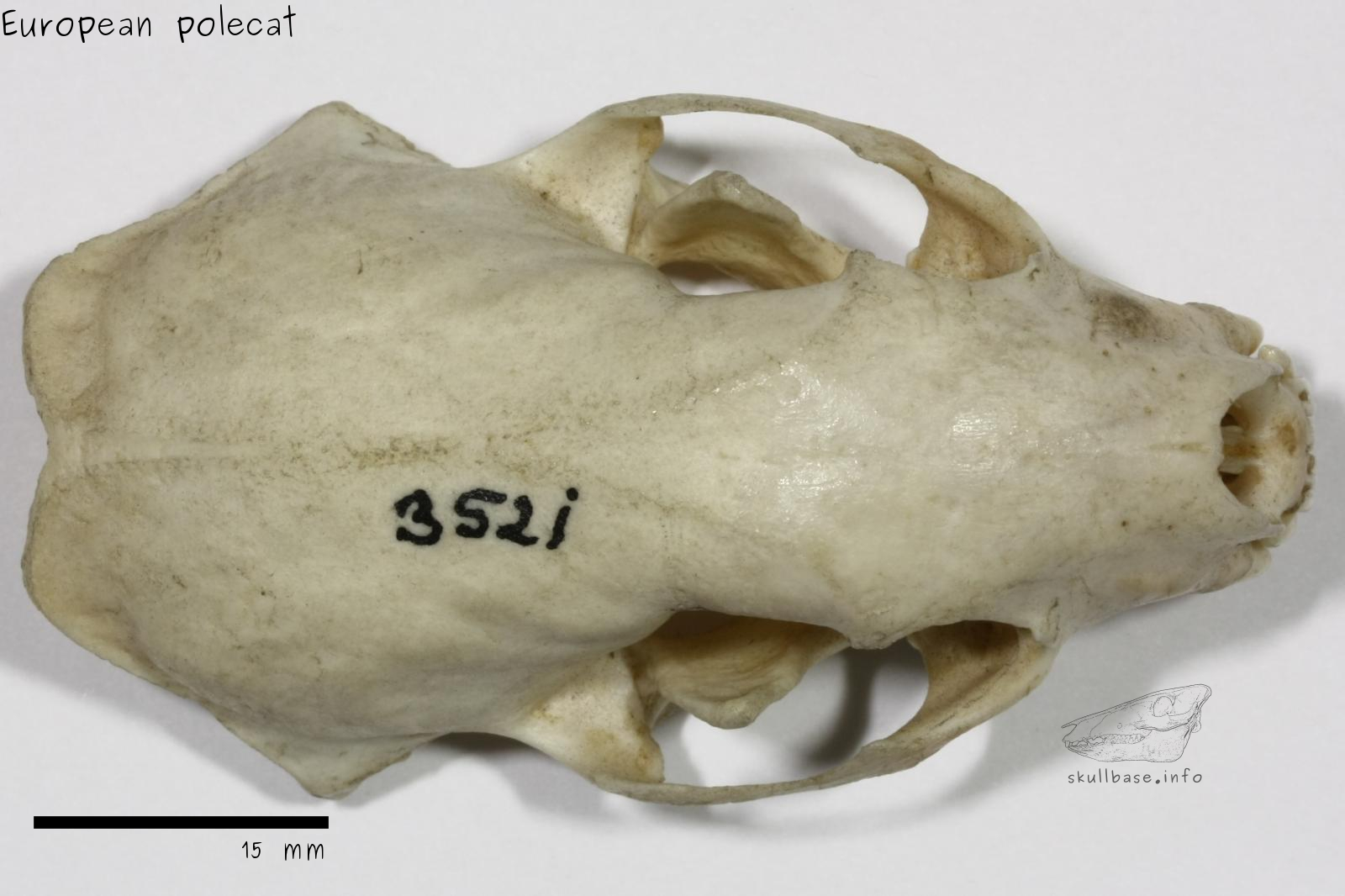 European polecat (Mustela putorius) skull dorsal view