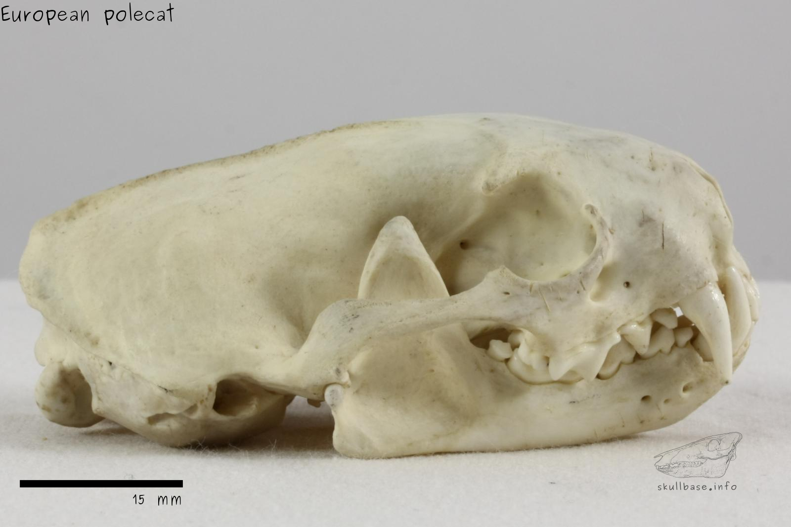 European polecat (Mustela putorius) skull lateral view