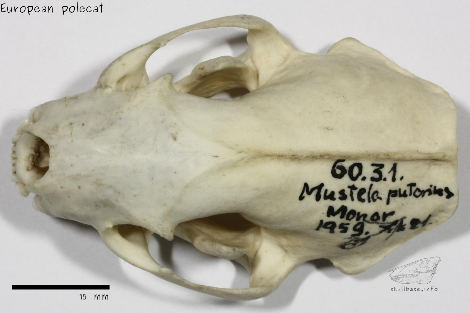 European polecat (Mustela putorius) skull dorsal view