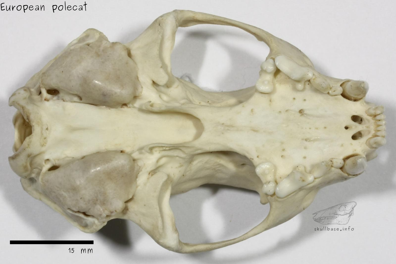 European polecat (Mustela putorius) skull ventral view