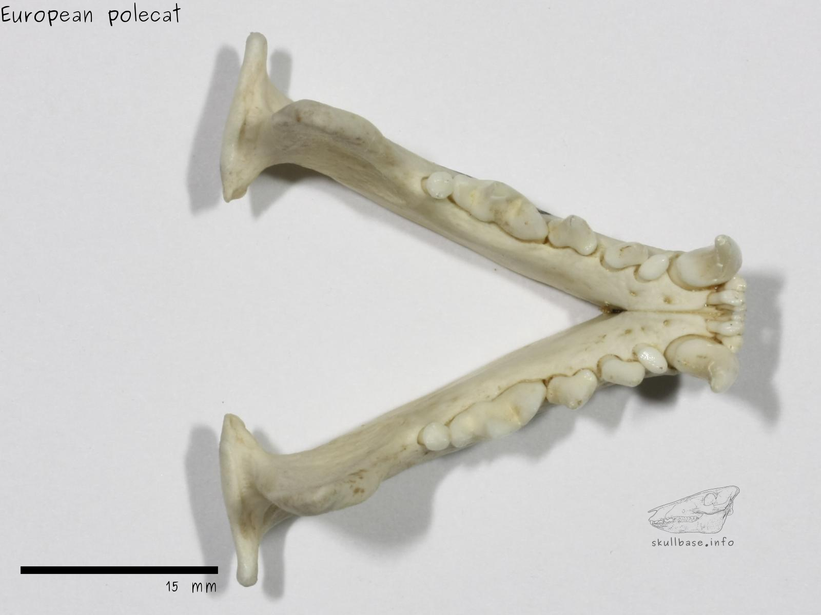 European polecat (Mustela putorius) jaw