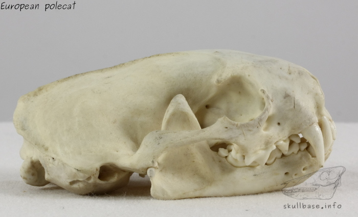 European polecat (Mustela putorius) skull