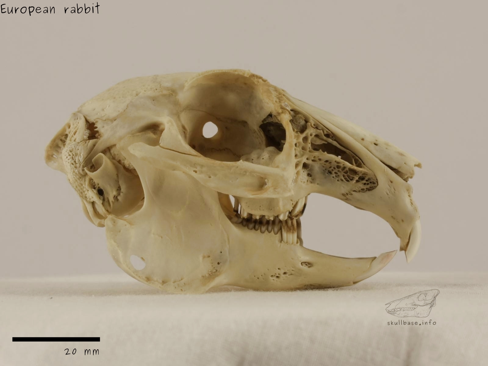 European rabbit (Oryctolagus cuniculus) skull lateral view