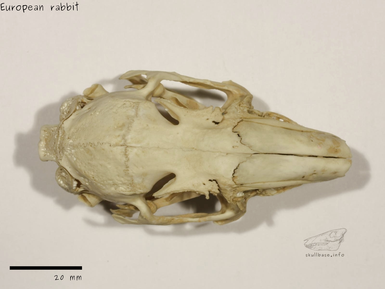 European rabbit (Oryctolagus cuniculus) skull dorsal view