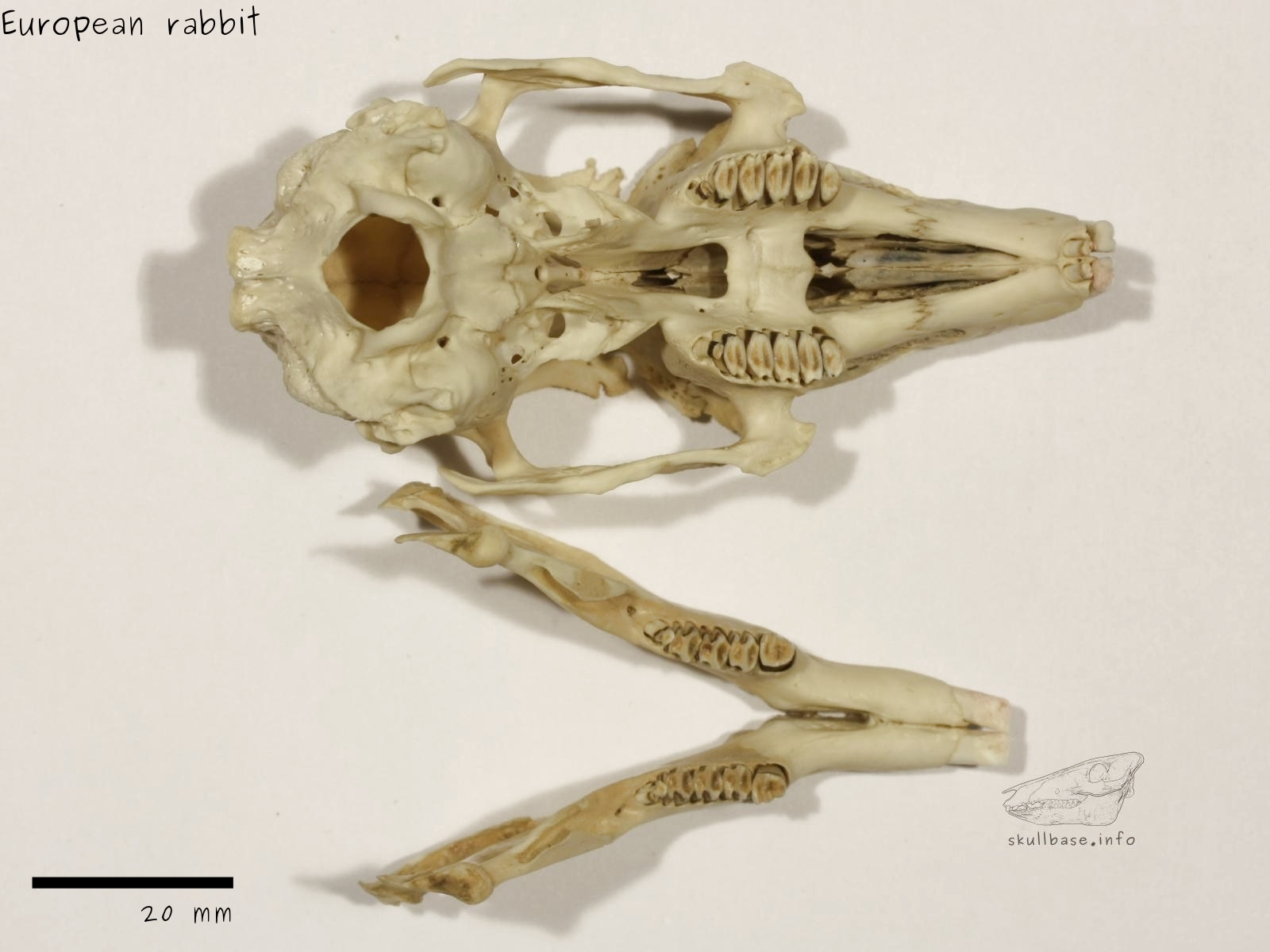 European rabbit (Oryctolagus cuniculus) skull ventral view and jaw