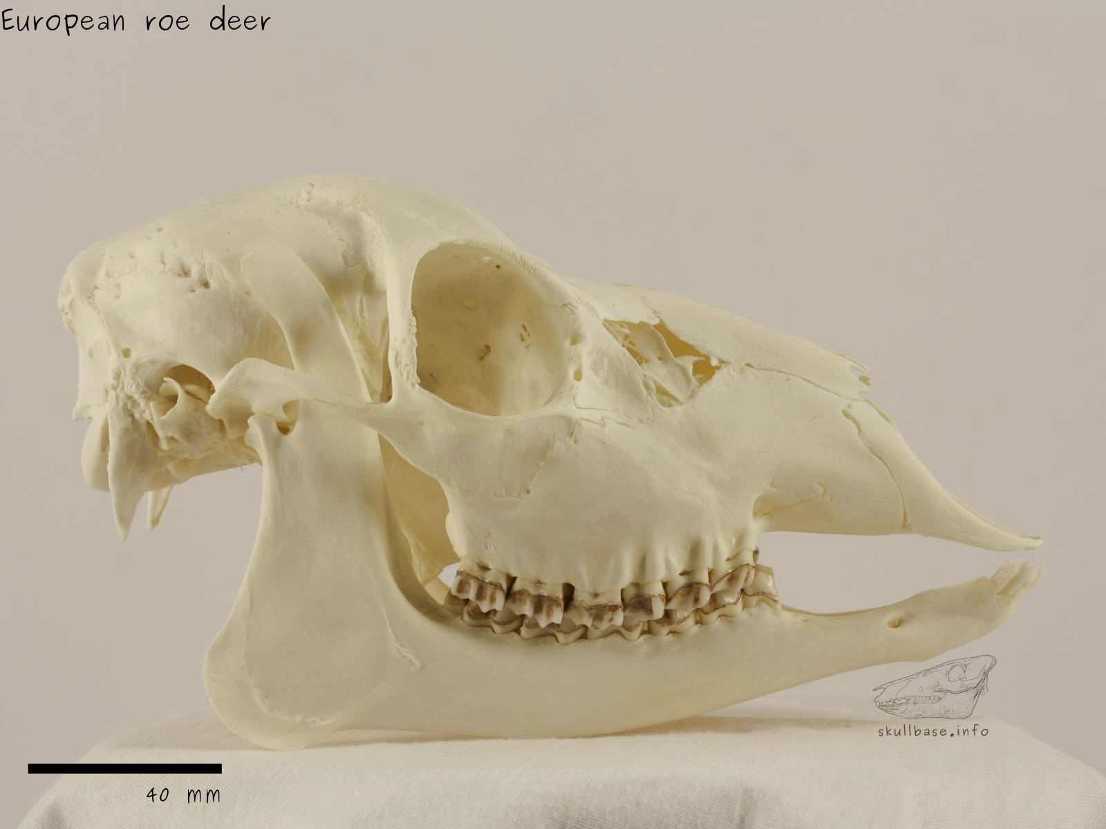 Eureopean roe deer (Capreolus capreolus) skull lateral view