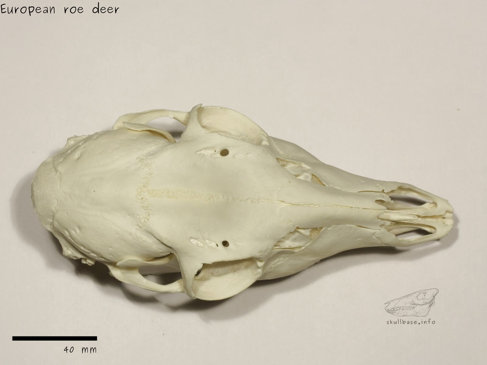 Eureopean roe deer (Capreolus capreolus) skull dorsal view