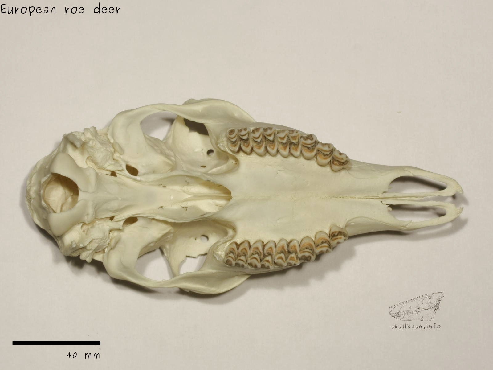 Eureopean roe deer (Capreolus capreolus) skull ventral view