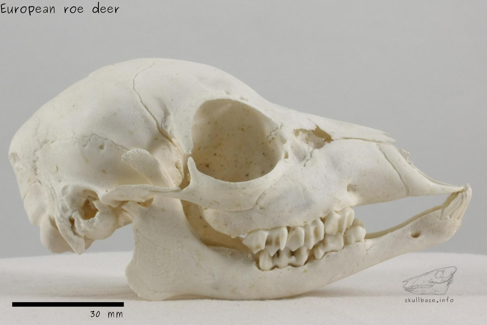 European roe deer (Capreolus capreolus) skull lateral view