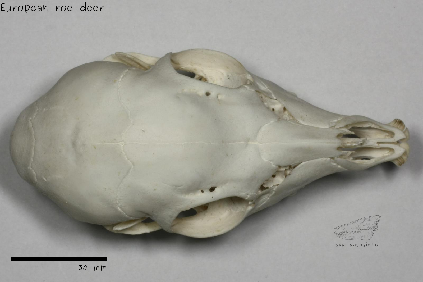 European roe deer (Capreolus capreolus) skull dorsal view