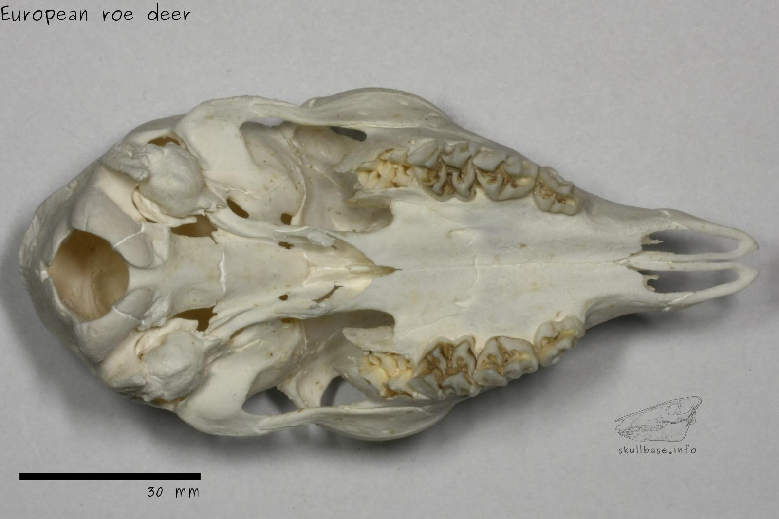 European roe deer (Capreolus capreolus) skull ventral view