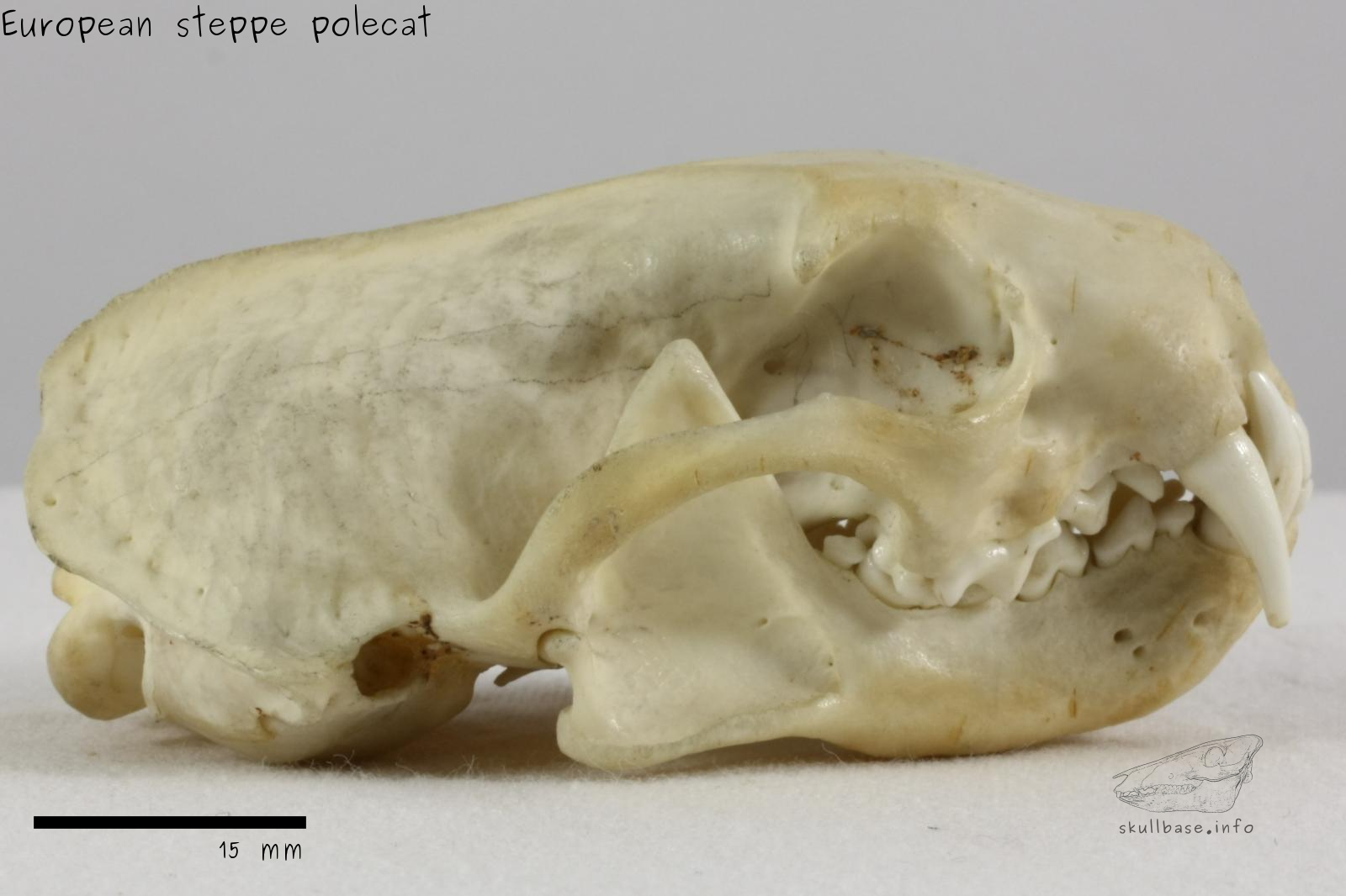 European steppe polecat (Mustela eversmanii hungarica) skull lateral view