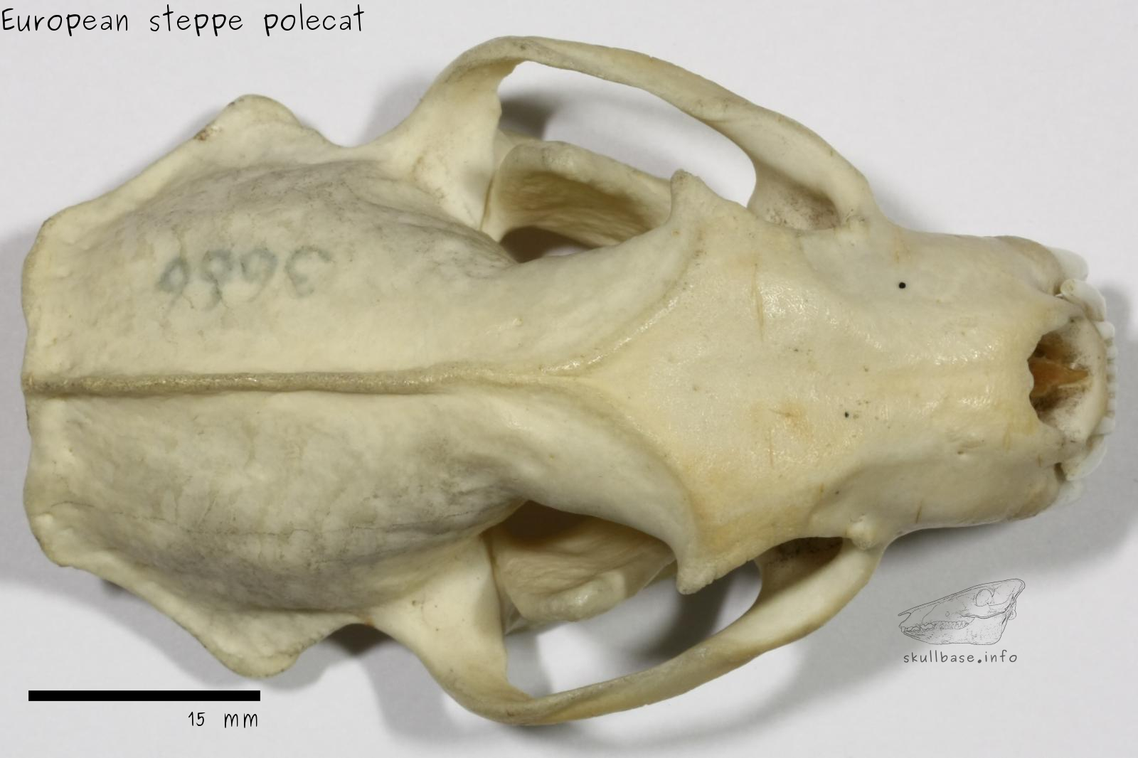 European steppe polecat (Mustela eversmanii hungarica) skull dorsal view