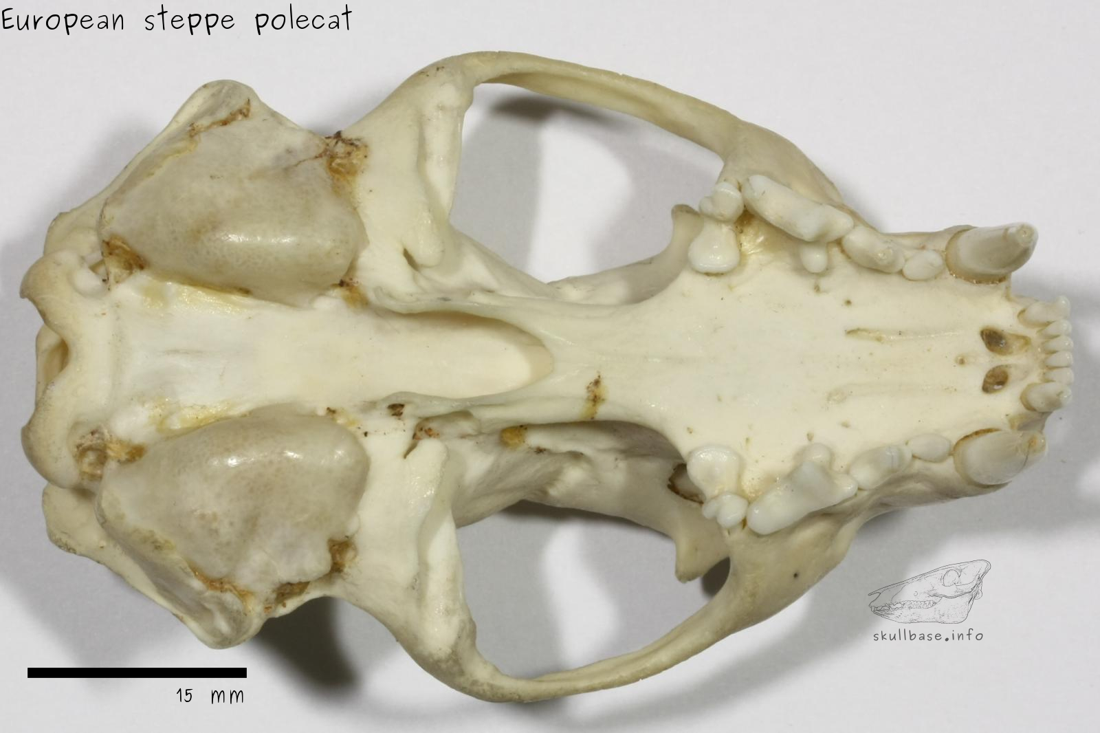 European steppe polecat (Mustela eversmanii hungarica) skull ventral view