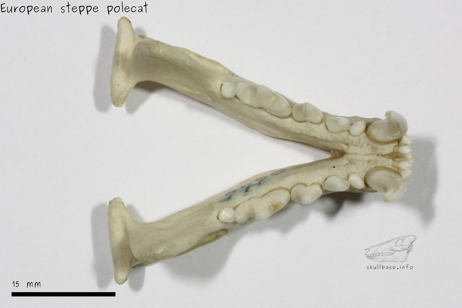 European steppe polecat (Mustela eversmanii hungarica) jaw