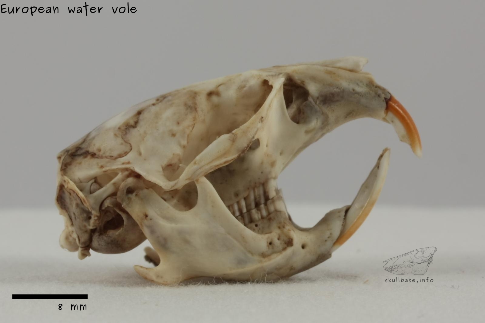 vole skeleton