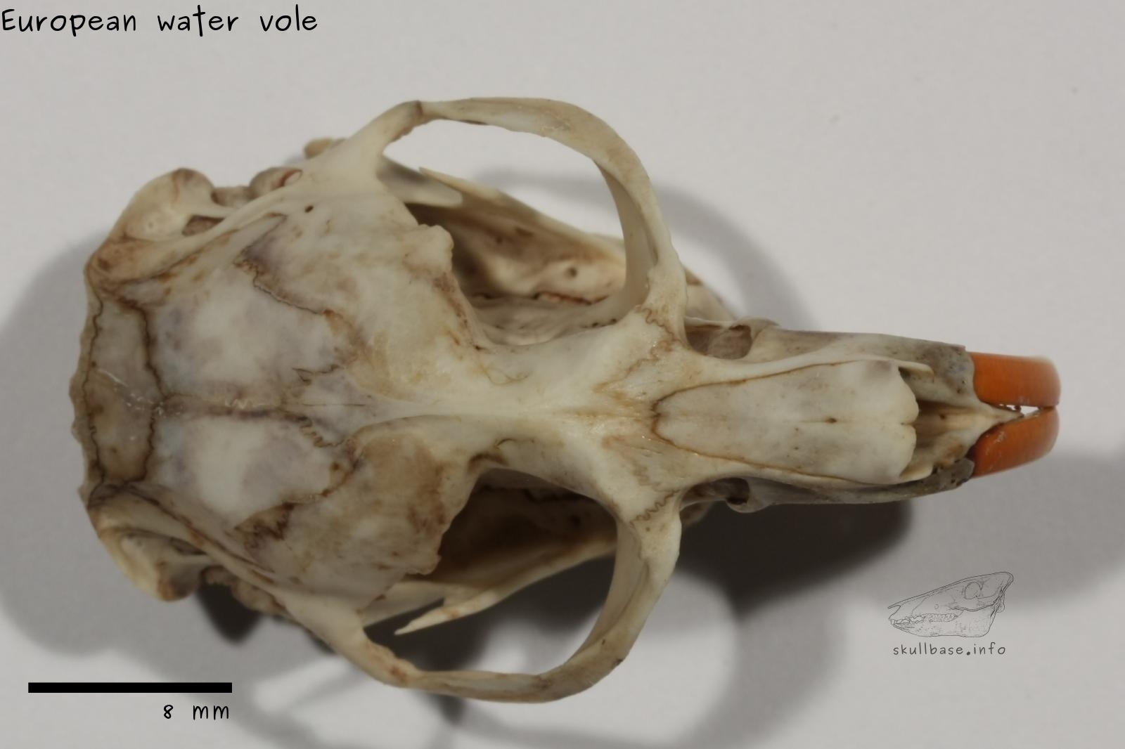 European water vole (Arvicola amphibius) skull dorsal view
