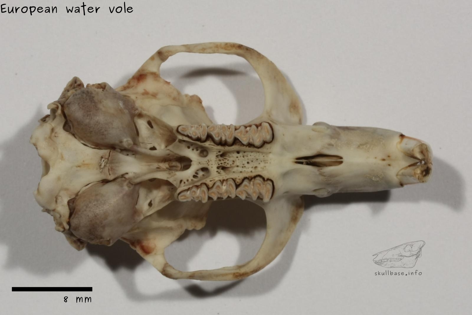 European water vole (Arvicola amphibius) skull ventral view