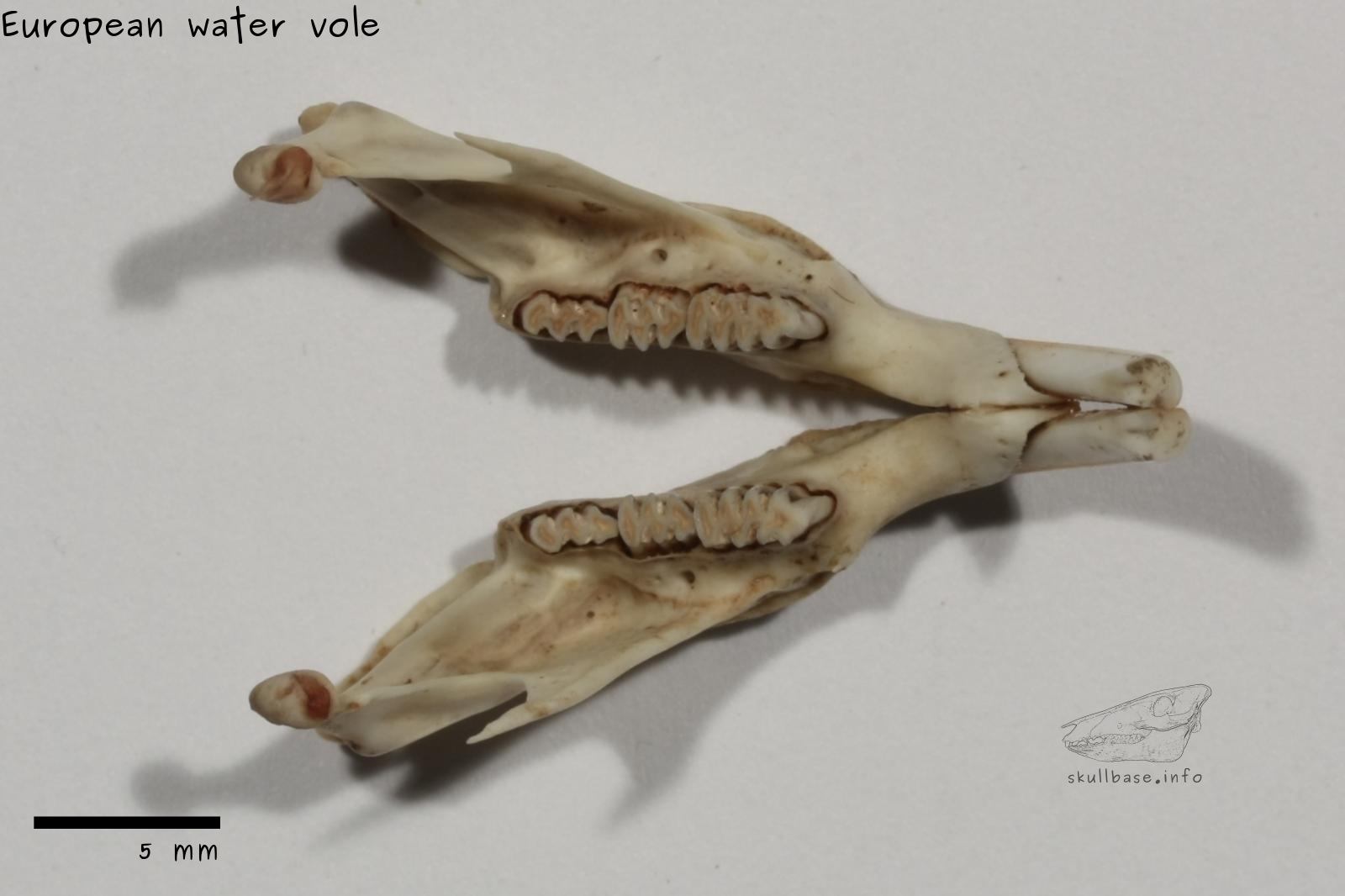 European water vole (Arvicola amphibius) jaw