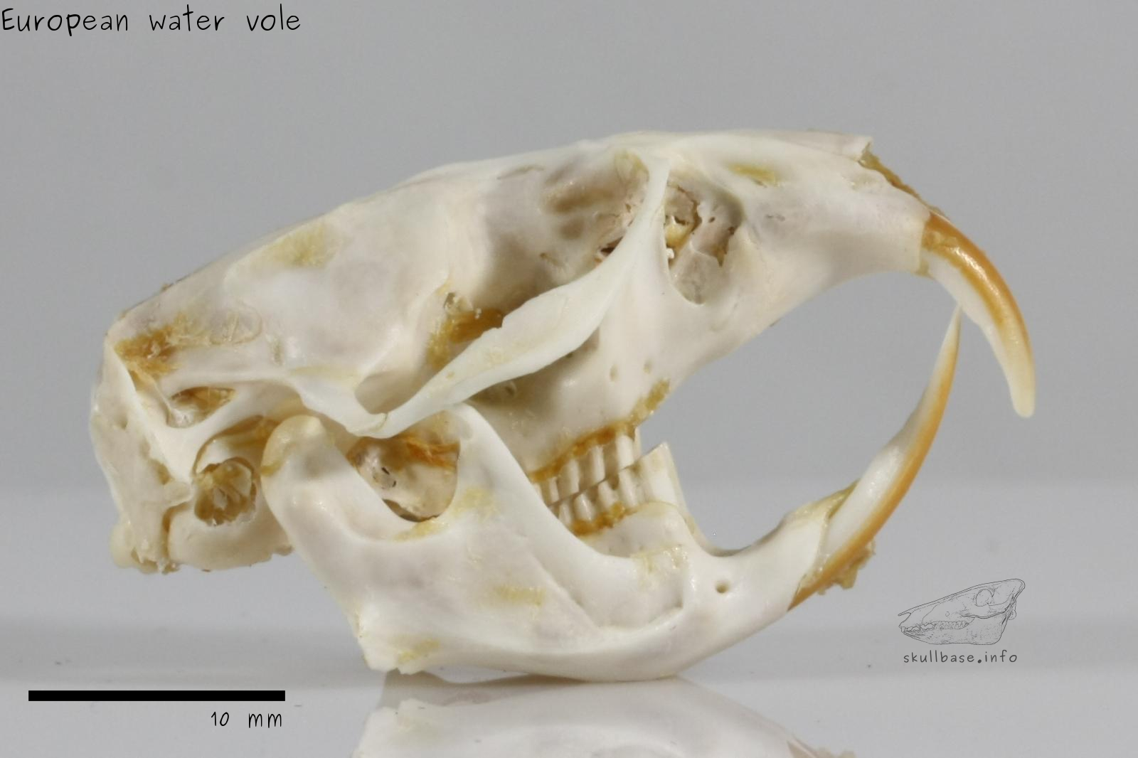 European water vole (Arvicola amphibius) skull lateral view