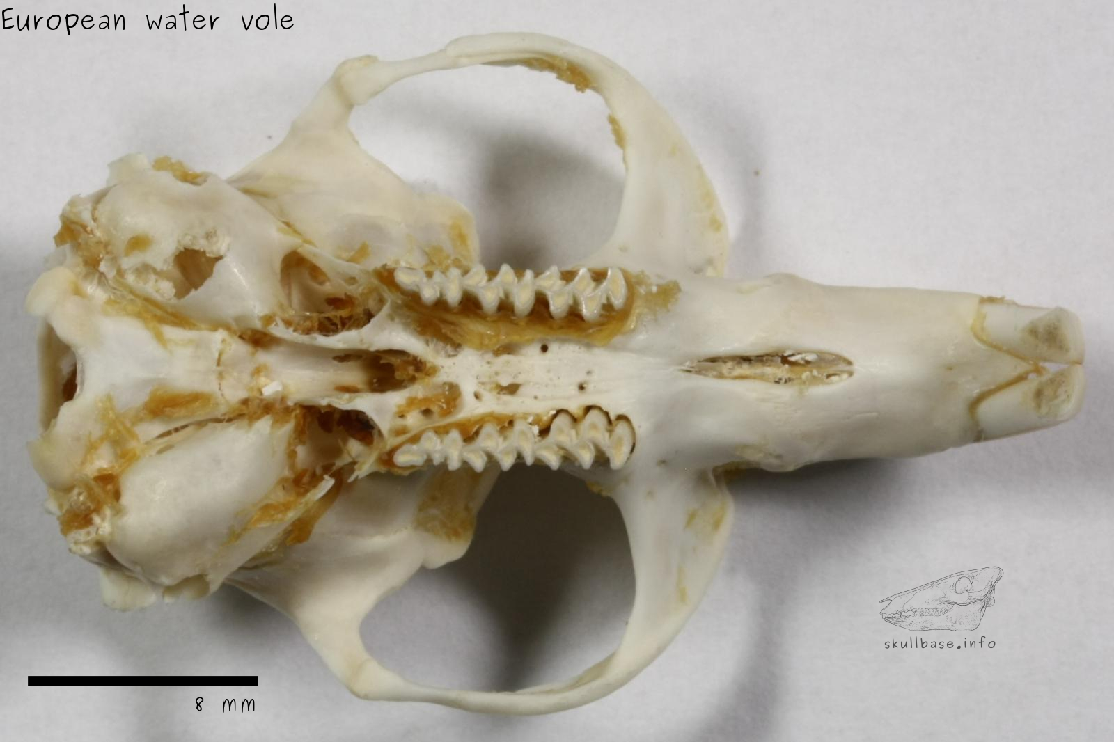 European water vole (Arvicola amphibius) skull ventral view