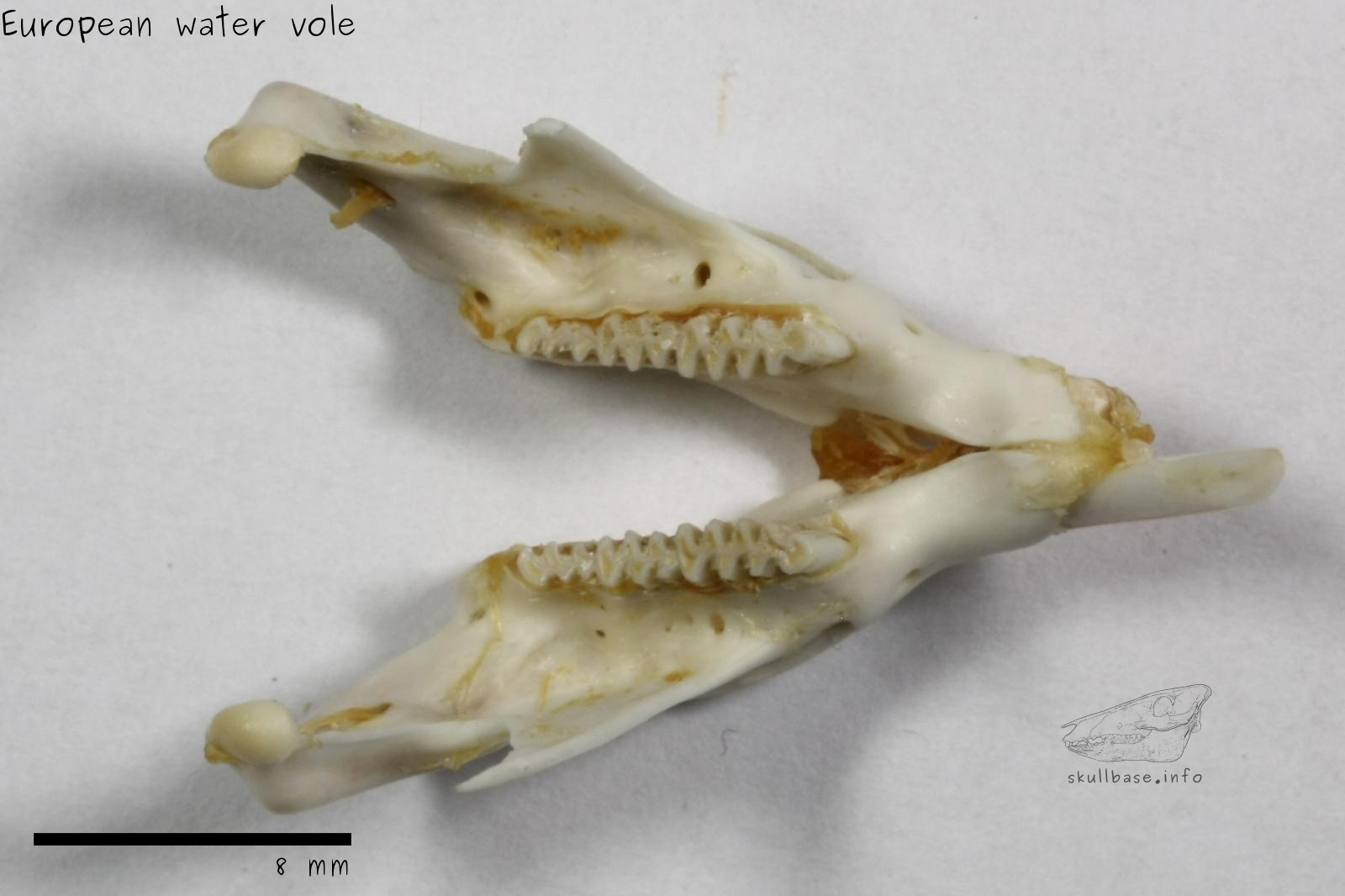 European water vole (Arvicola amphibius) jaw